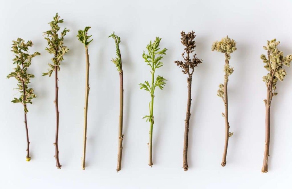 différentes variétés de chanvre prêtes pour l'extraction